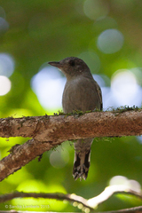 Thamnophilus caerulescens