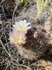 Echinomastus intertextus