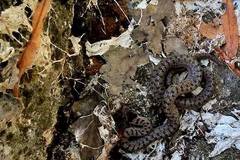 Coronella austriaca austriaca