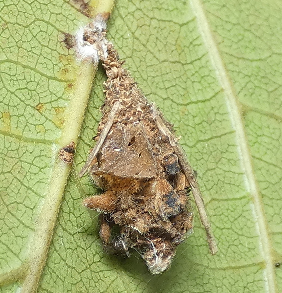 Bagworms on a plant