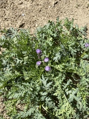Phacelia congesta