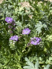 Phacelia congesta
