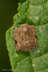 Cyrtocoris egeris