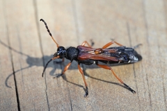 Callisphyris odyneroides