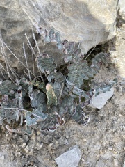 Astrolepis integerrima