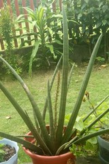 Sansevieria bacularis