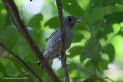 Thamnophilus caerulescens