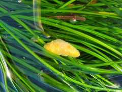 Thordisa bimaculata