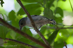 Thamnophilus caerulescens