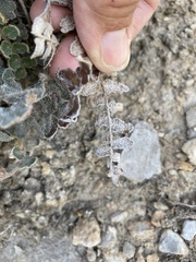 Astrolepis integerrima