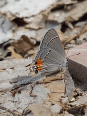 Strymon melinus caldasensis