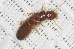 Incisitermes fruticavus