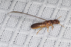 Incisitermes fruticavus