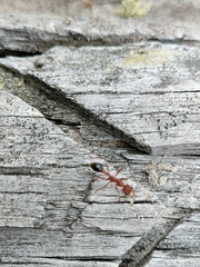 Myrmecia analis