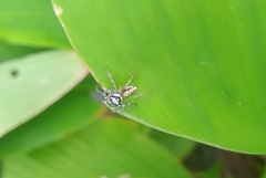 Salticidae
