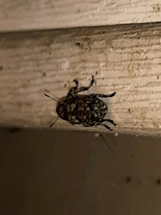 Euparius