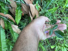 Desmodium rhytidophyllum