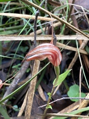 Pterostylis coccina