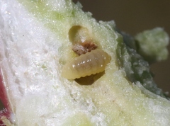 Antistrophus microseris