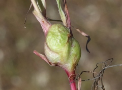 Antistrophus microseris