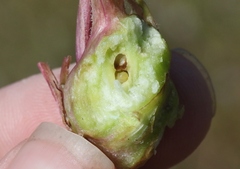 Antistrophus microseris