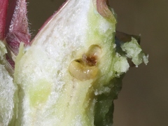 Antistrophus microseris