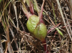 Antistrophus microseris