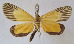 Oricia homalochroa