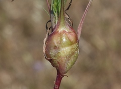 Antistrophus microseris