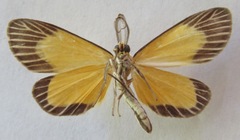 Oricia homalochroa
