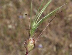 Antistrophus microseris
