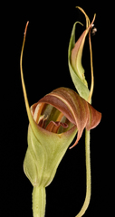 Pterostylis pulchella