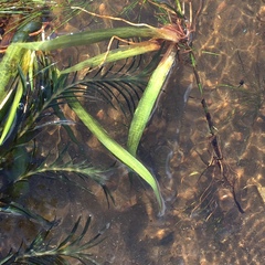 Potamogeton robbinsii