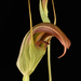 Pterostylis pulchella - Photo (c) izakschoon, algunos derechos reservados (CC BY-NC), subido por izakschoon