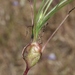 Microseris Stem Gall Wasp - Photo (c) James Bailey, some rights reserved (CC BY-NC), uploaded by James Bailey