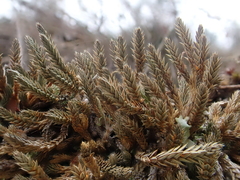 Selaginella wallacei