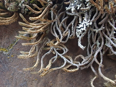 Selaginella wallacei