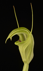 Pterostylis alveata