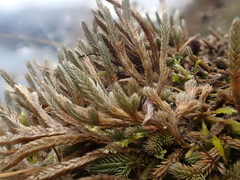 Selaginella wallacei