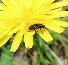 Astylus bourgeoisi