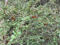 Bursaria spinosa