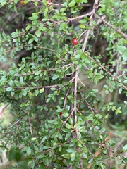 Bursaria spinosa