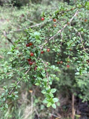 Bursaria spinosa