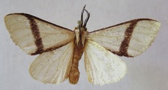 Micraxylia distalis
