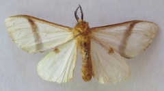 Micraxylia distalis