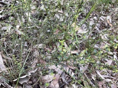 Phyllanthus hirtellus