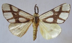 Anaphe