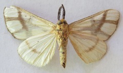 Anaphe