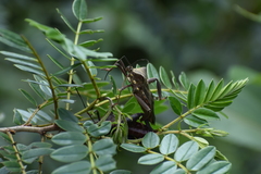 Pachylis heteropus