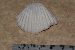 Tegillarca granosa